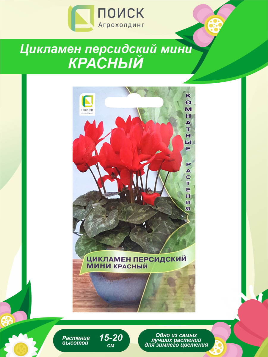 Цикламен Персидский Цветок Купить В Ставрополе