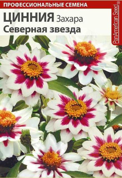 Циния захара северная звезда фото