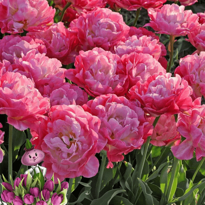 Tulipa 'Double Sugar',Tulip 'Double Sugar', Double Late Tulip 'Double Sugar', Do