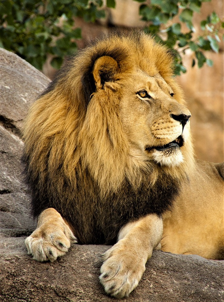 Lion парк. Лев статуя разукрашенная. Гороскоп льва на 17 августа. Лев 17. Лев мардзокко флоренция.