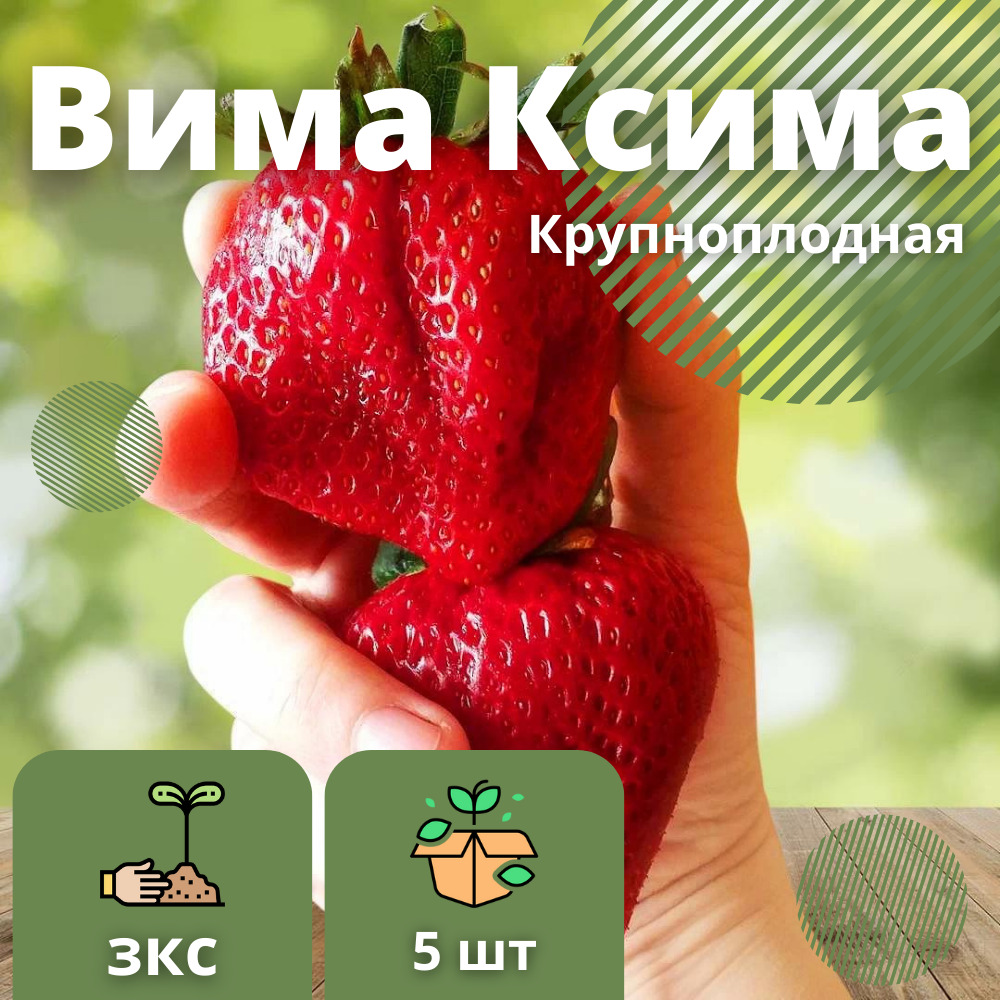 Клубника Вима Ксима (5 штук саженцев )