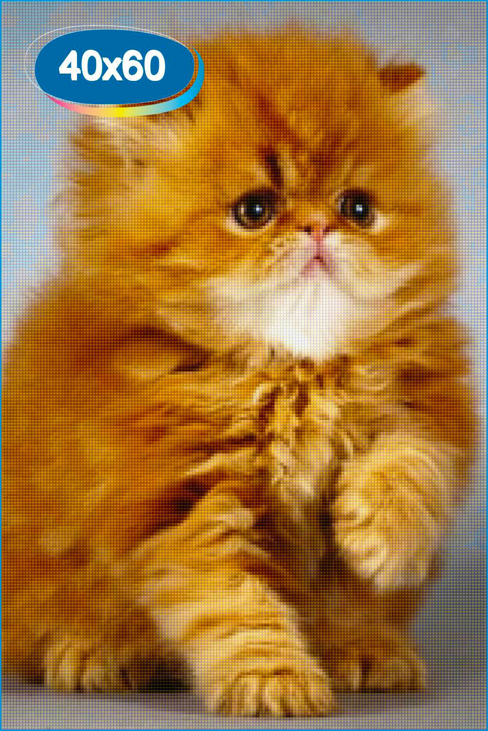 Персидский рыжий кот