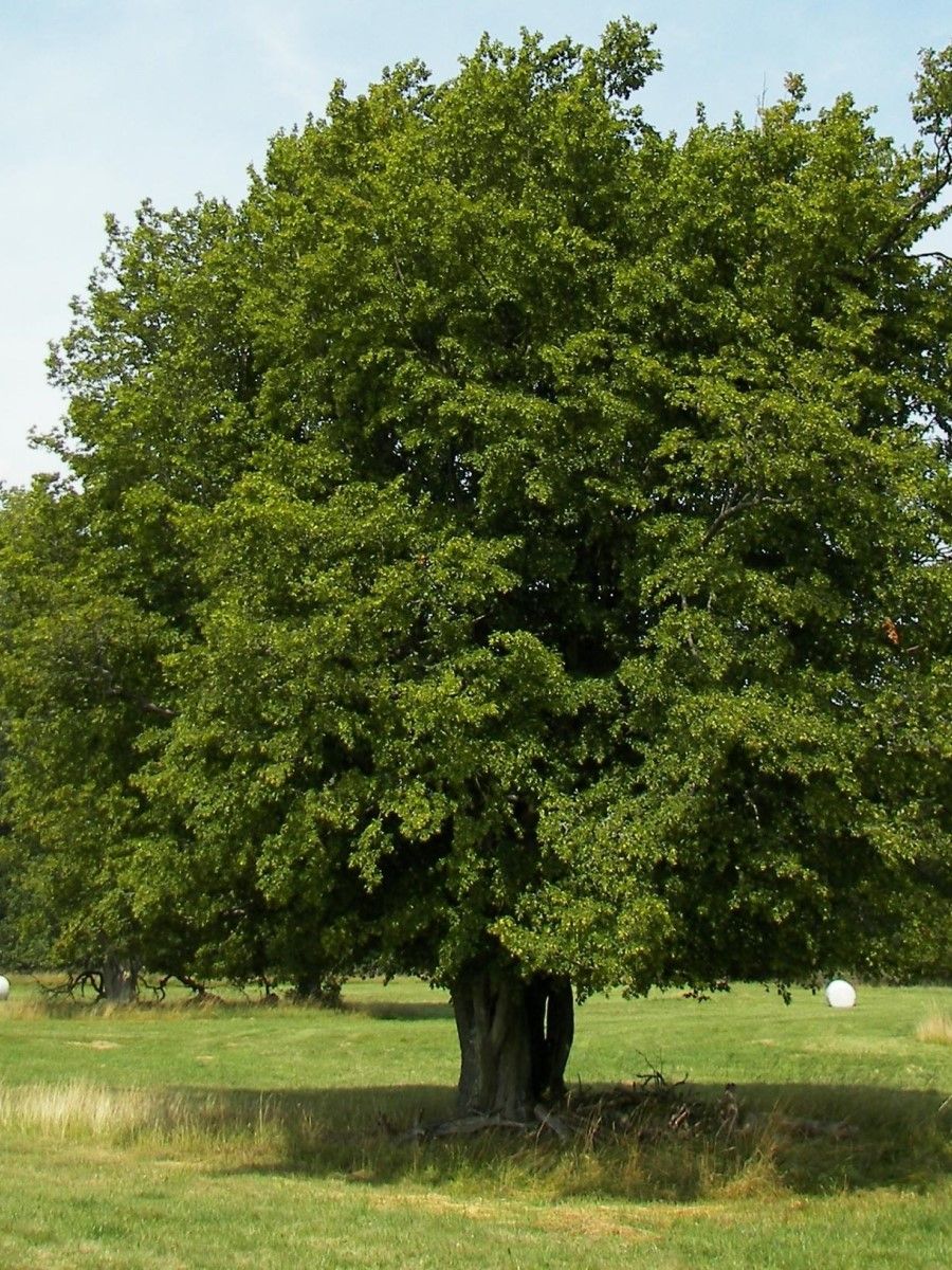 граб дерево фото с описанием
