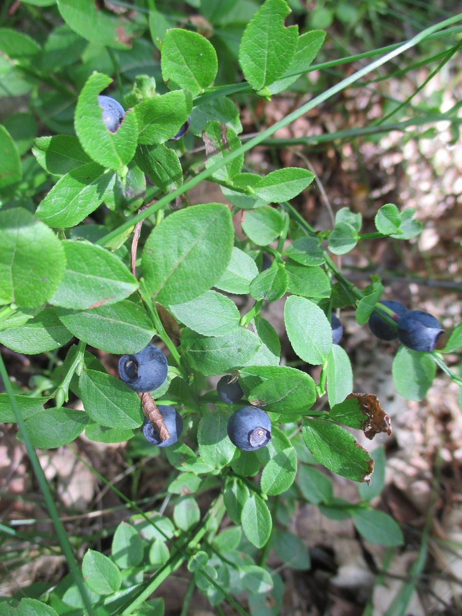 Голубика садовая высокорослая. Vaccinium myrtillus черника ягоды. Листья черники. Голубика обыкновенная листья. Vaccinium myrtillus - черника обыкновенная.