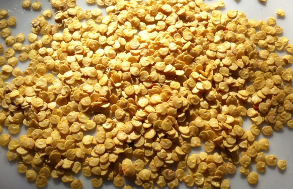 Семена перца сладкого. Подготовка семян перцев. Семена перца высушенные. Семя перца. Как сушить семена перца.