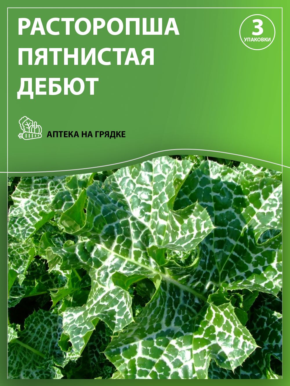 Семена, Расторопша пятнистая Дебют, Аптека на грядке, Набор из 3-х упаковок.