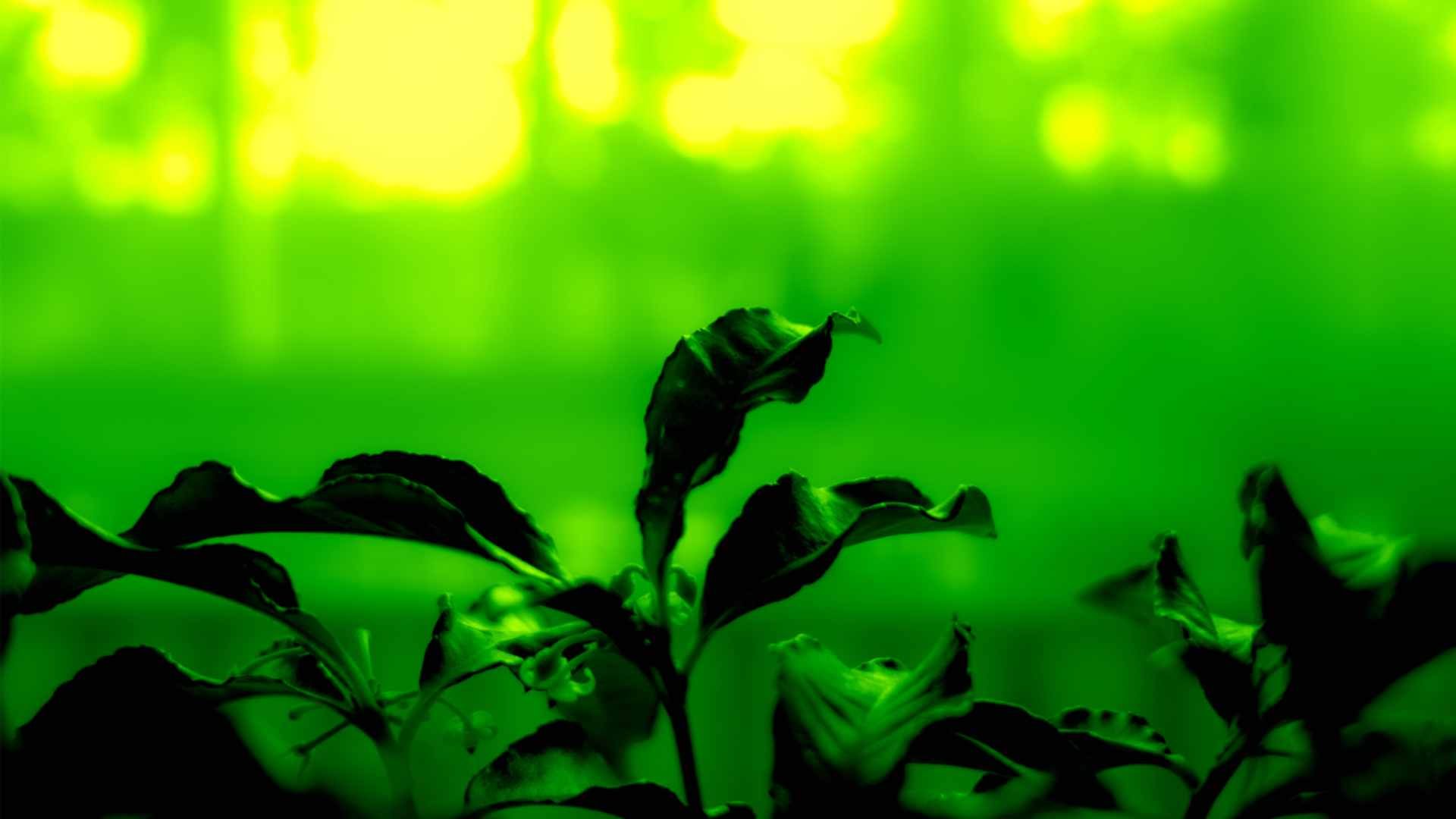Атмосферные фото в зеленом цвете\ тонах