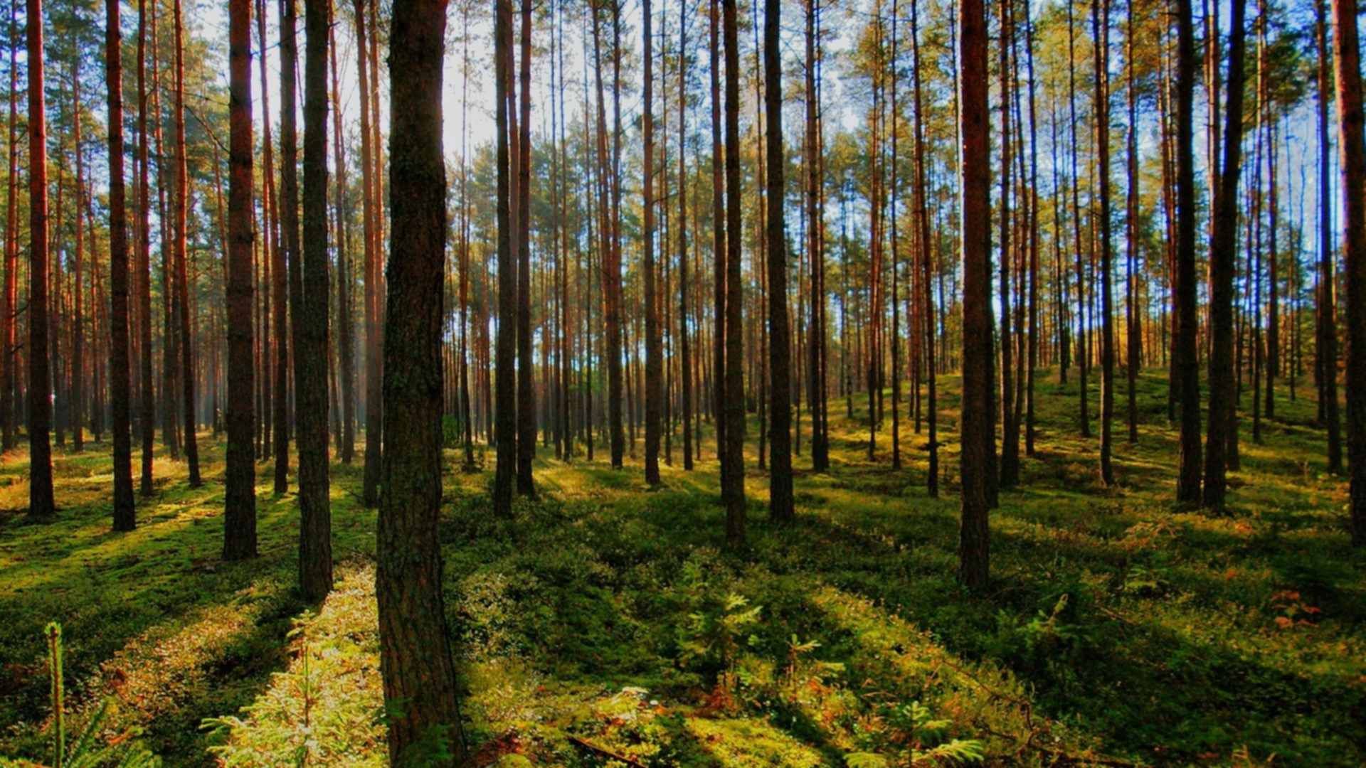 Современное состояния лесов. Состояние леса на данный момент.