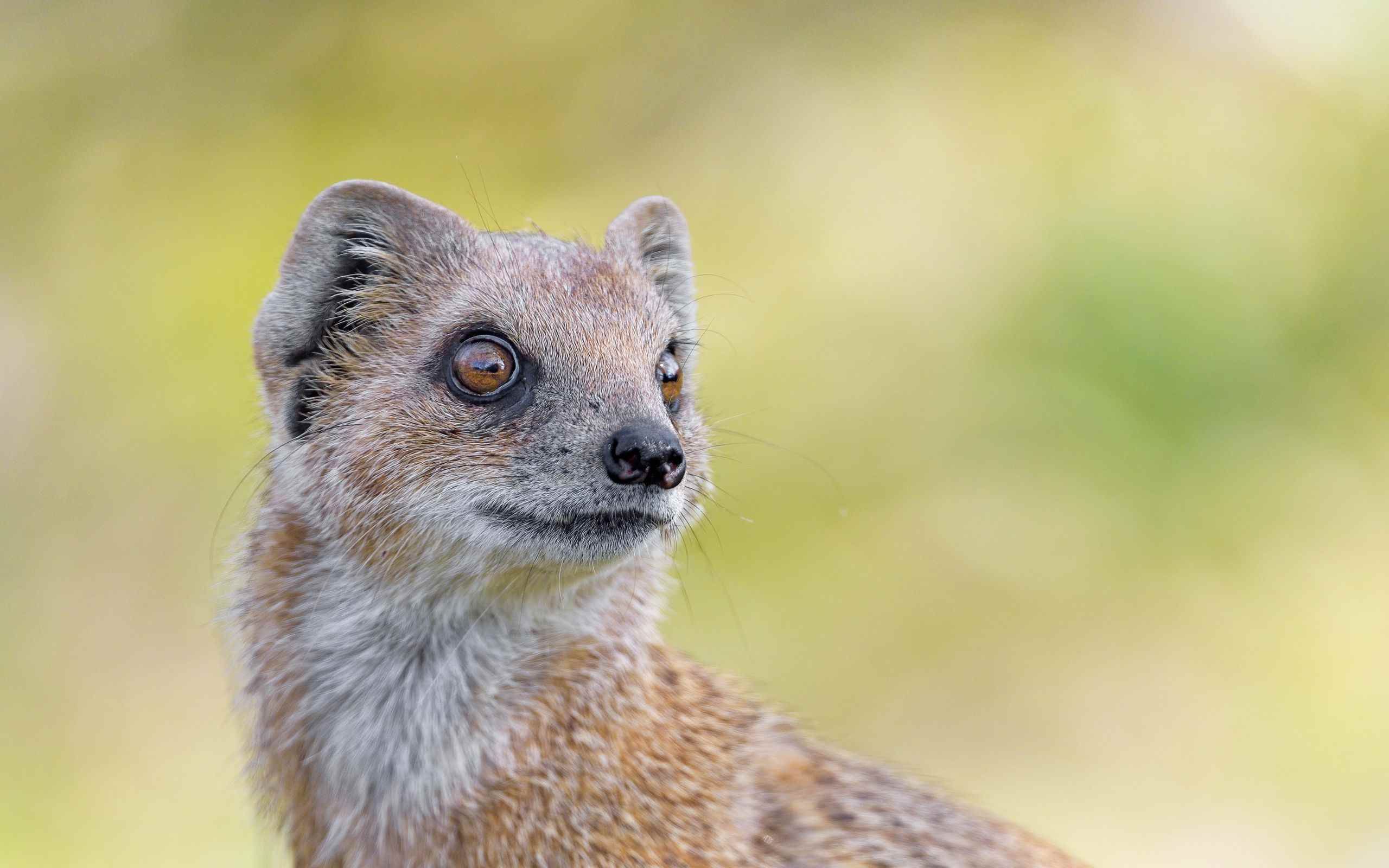 Animal i d. гепард леопард ягуар. животные вместе. снежный барс ирбис. Animal i d.