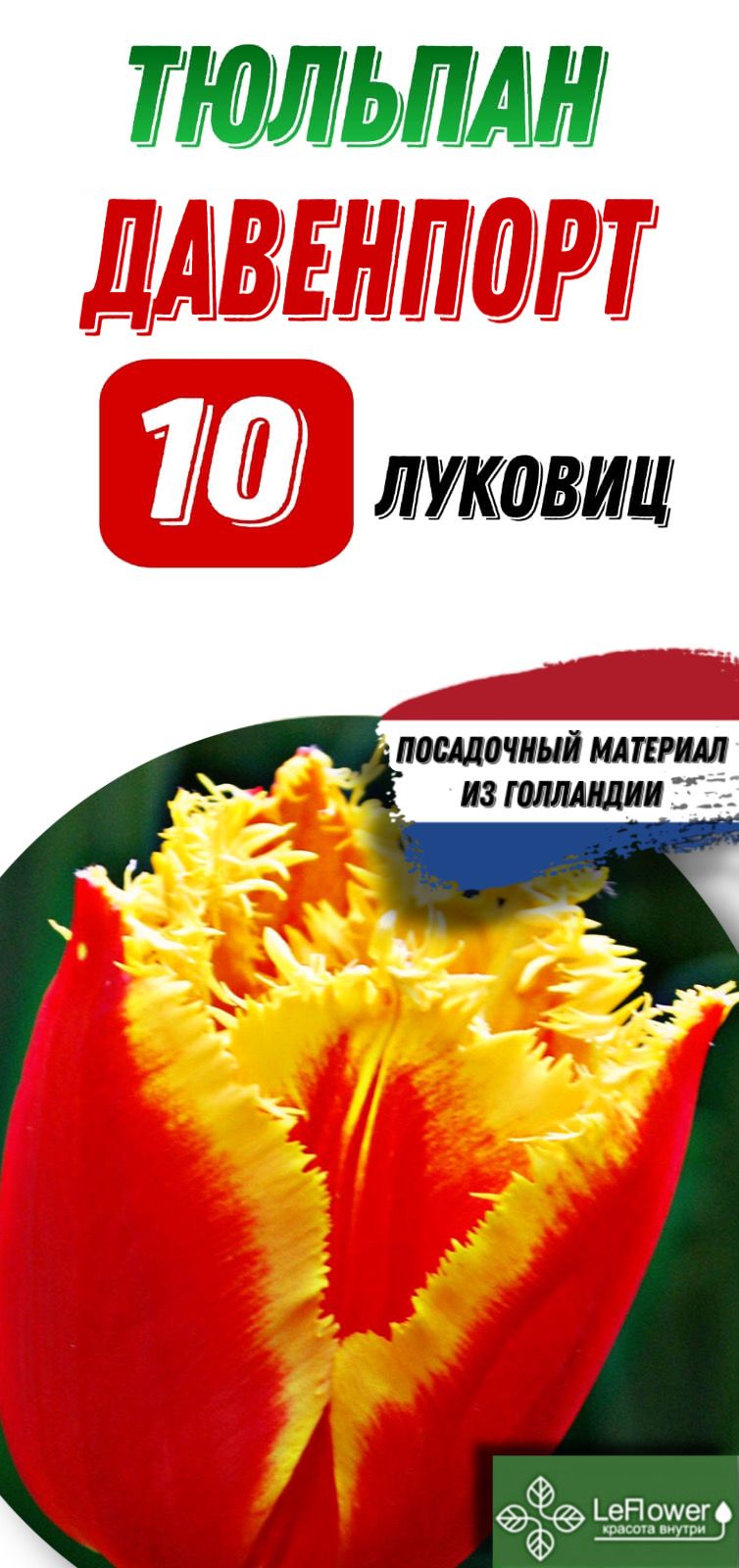 Тюльпан давенпорт