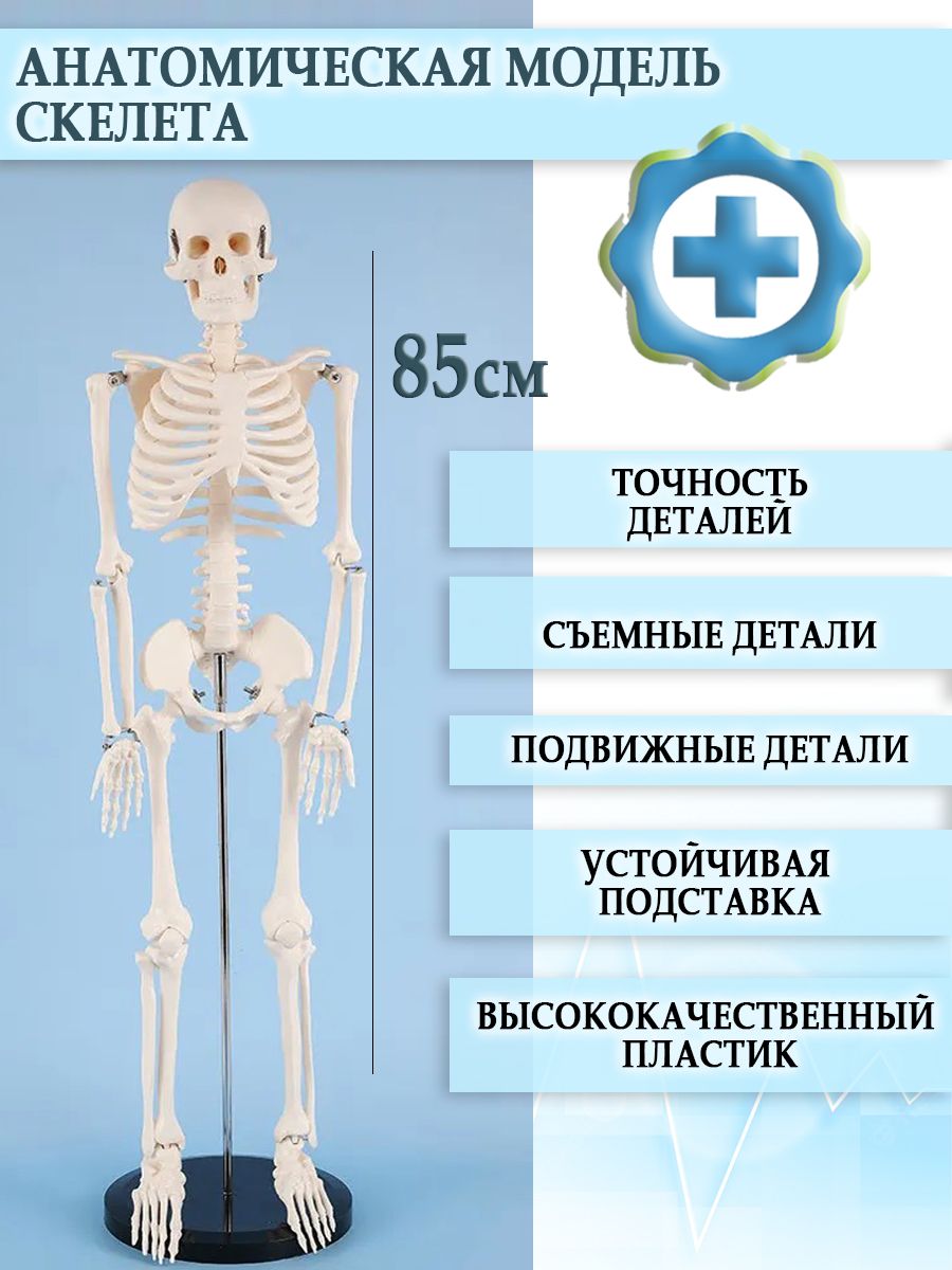 Скелет Человека Модель Большой – купить в интернет-магазине OZON по низкой  цене