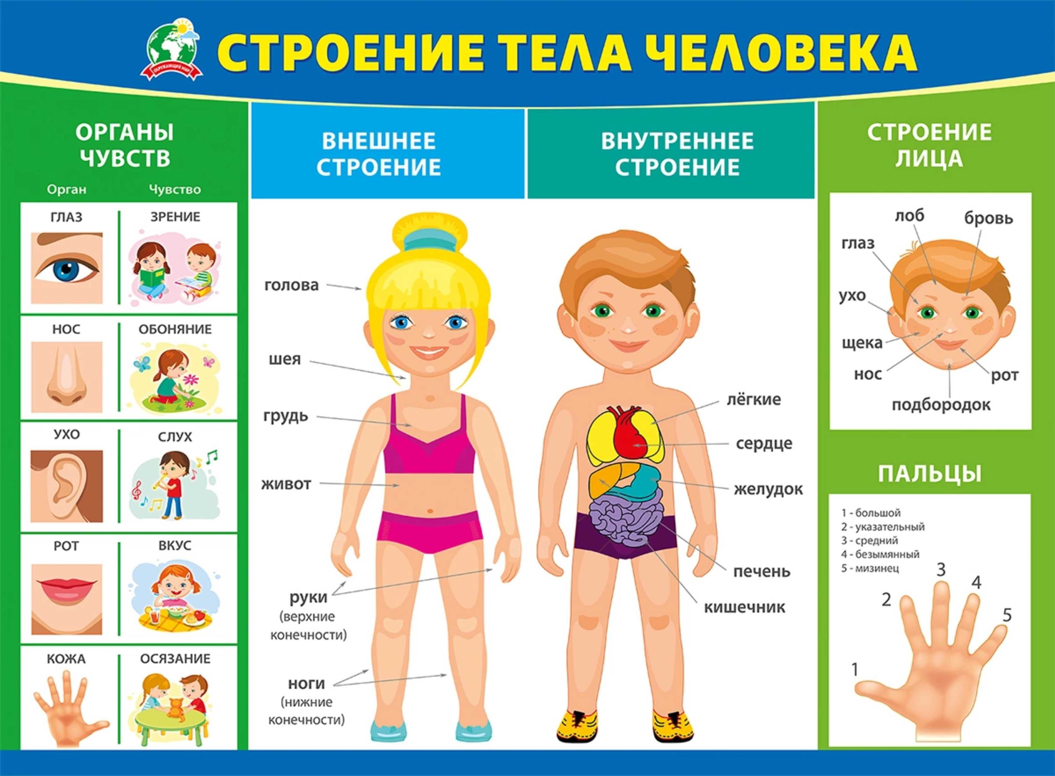 Схема человека для детей. Тема строение человека. Плакат тело человека для детского сада. Организм человека для дошкольников. Части тела для дошкольников.