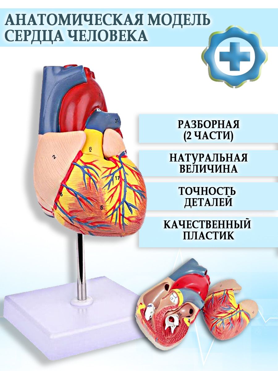 Надувная фигура модель человеческого Сердца