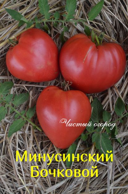 Томат Минусинский Бочковой Отзывы Фото