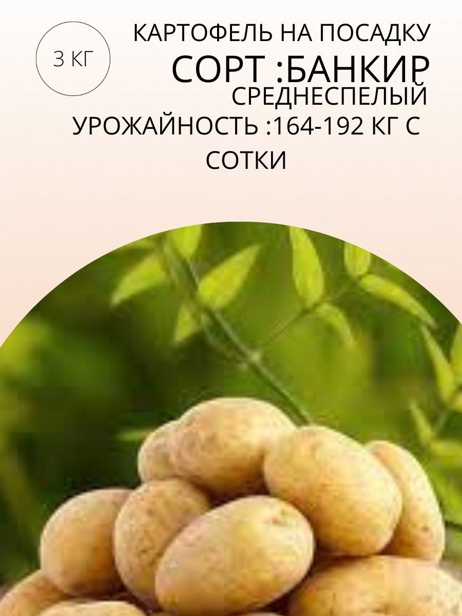 Картофель банкир описание сорта фото отзывы. Картофель банкир описание сорта фото отзывы. Скарб картофель характеристика отзывы. Картофель банкир описание сорта фото отзывы. Сорт картофеля голубизна.