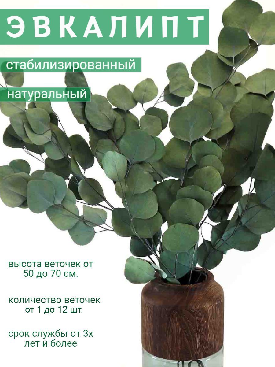 Сухоцветы РАСЦВЕТ Эвкалипт, 50 см, 250 гр купить по выгодной цене в  интернет-магазине OZON (893325423)