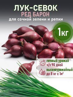 Ред Барон на посадку весной / Отборный лук севок на зелень / Севок лук красный Голландия 1 кг