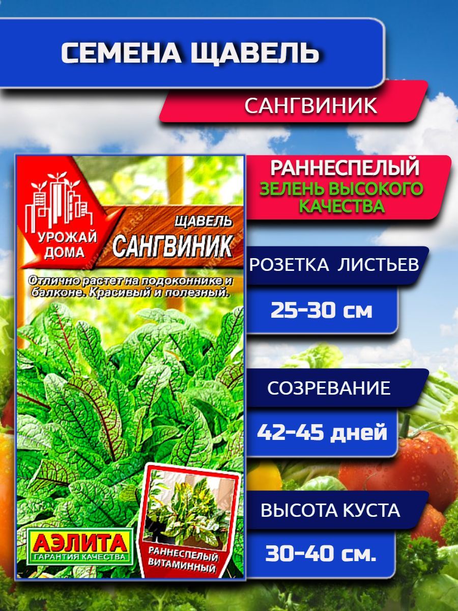 Щавель Сангвиник: описание, фото, характеристики, посадка и выращивание - отзывы на сайте