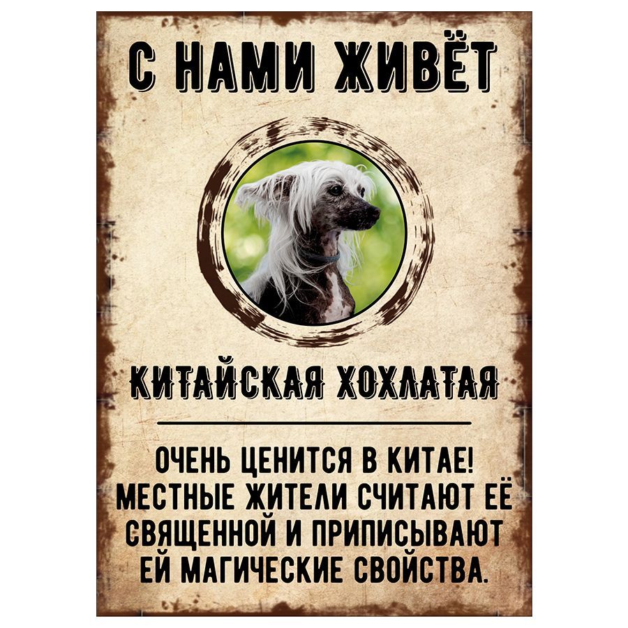 Табличка, декоративная, DANGER DOG, С нами живет Китайская хохлатая, 18см х  25см, 25 см, 18 см - купить в интернет-магазине OZON по выгодной цене  (851349260)