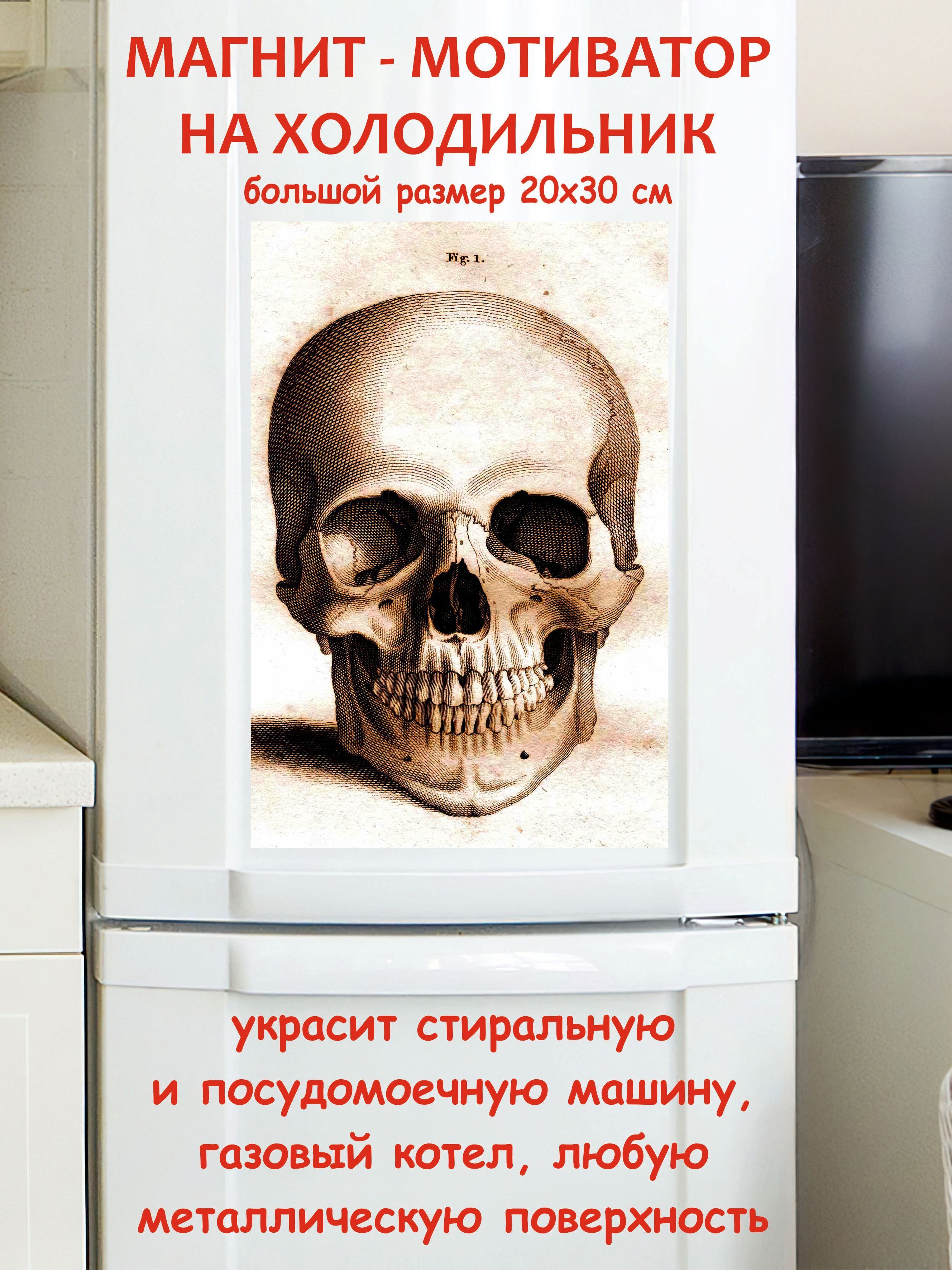 Большой магнит на холодильник, череп, лучший подарок магчер44 - купить по  выгодной цене в интернет-магазине OZON (992809540)