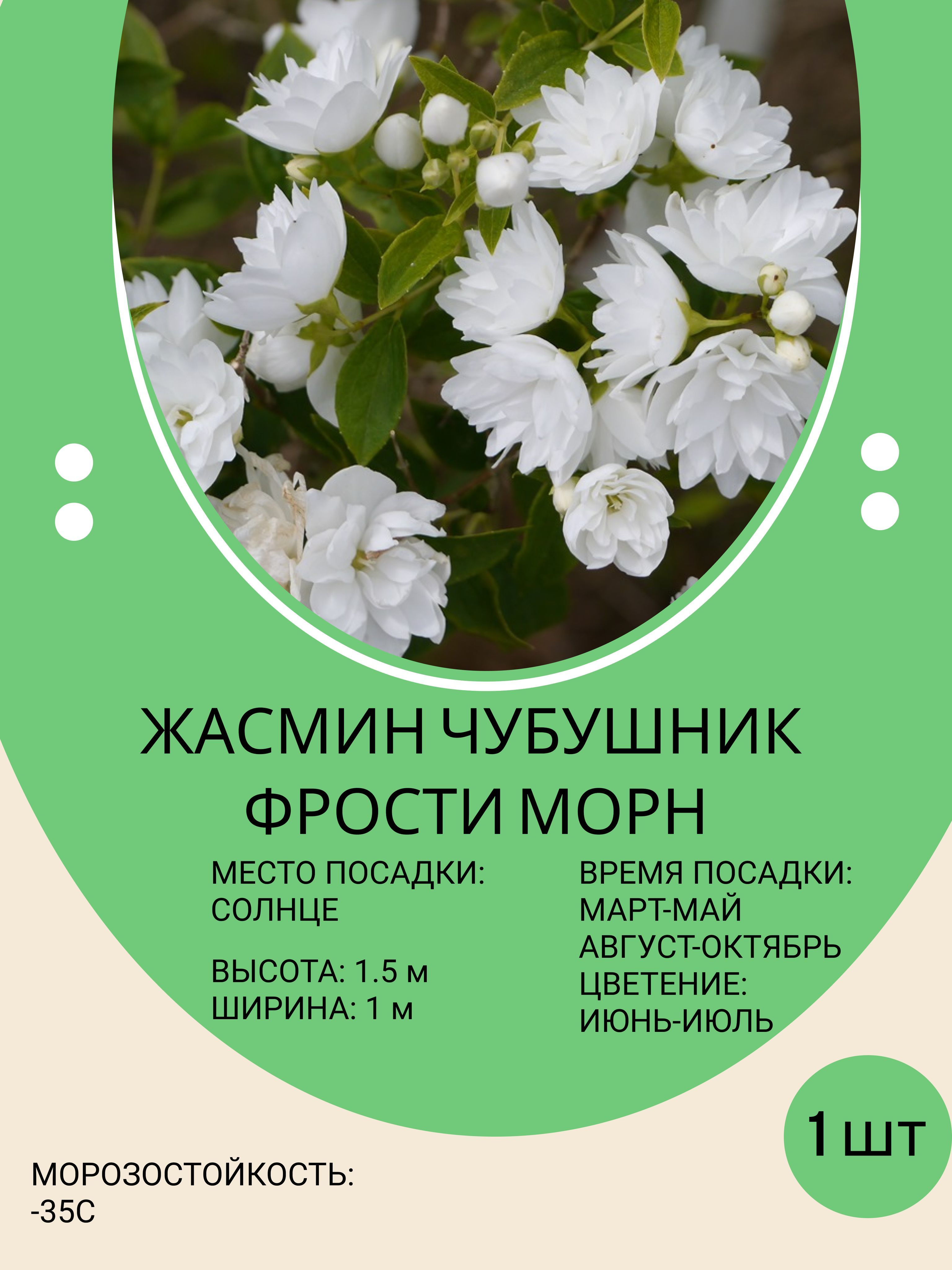 Саженцы Жасмина Купить В Москве С Доставкой