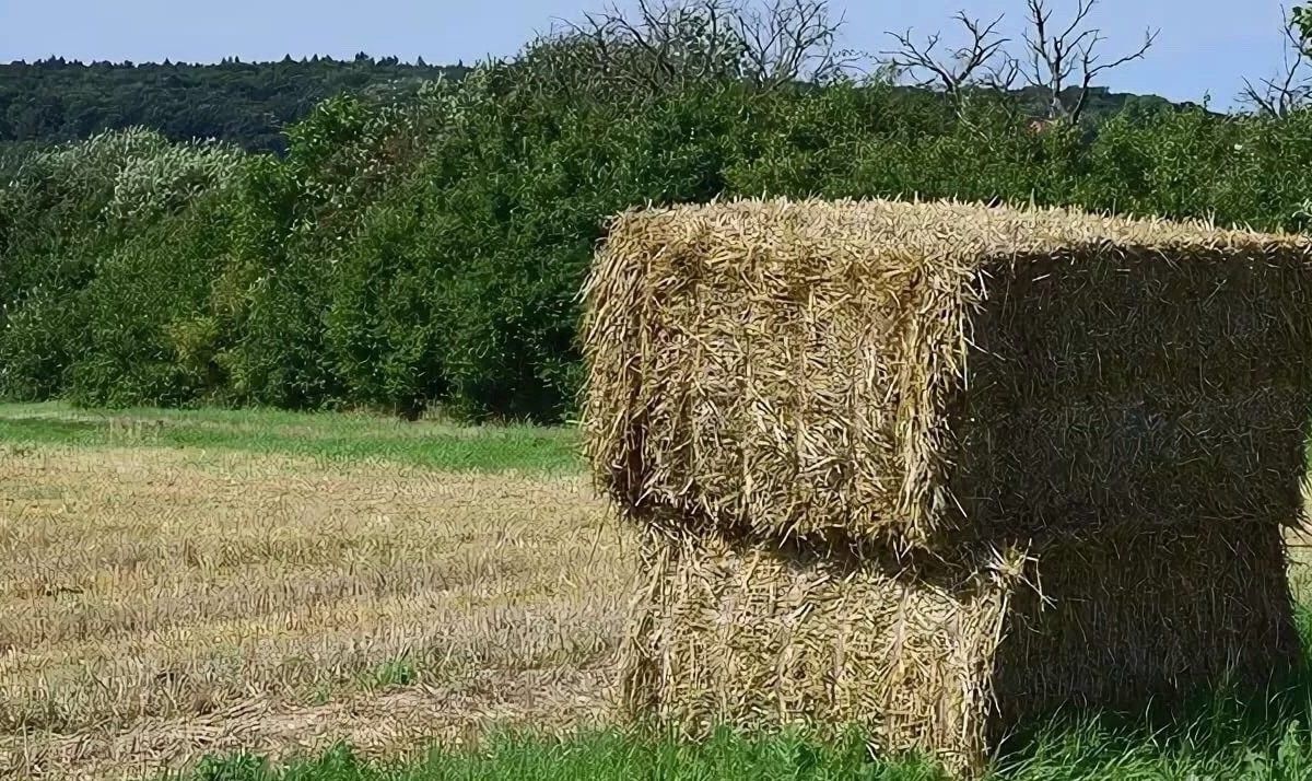 фото сено в тюках квадратных