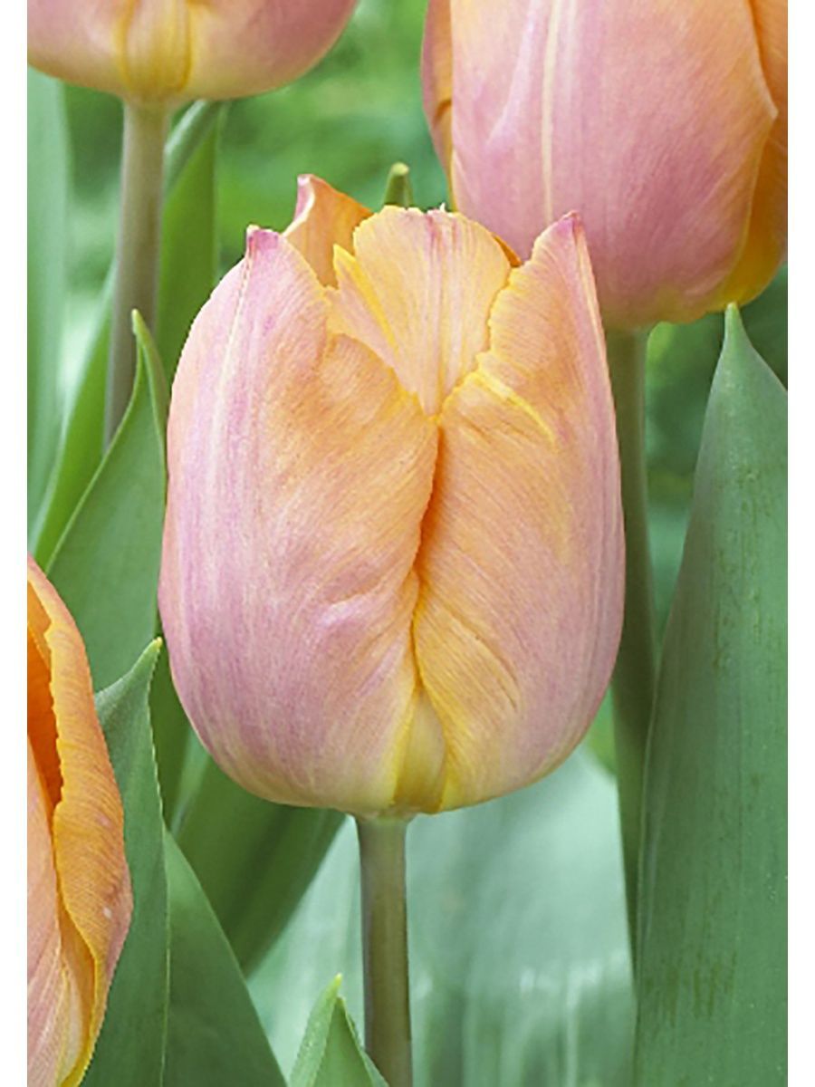 Тюльпаны салмон. Тюльпаны салмон. Тюльпан дарвинов гибрид салмон импрешн. Салмон эпрешен тюльпан. Салмон импрессион тюльпан.