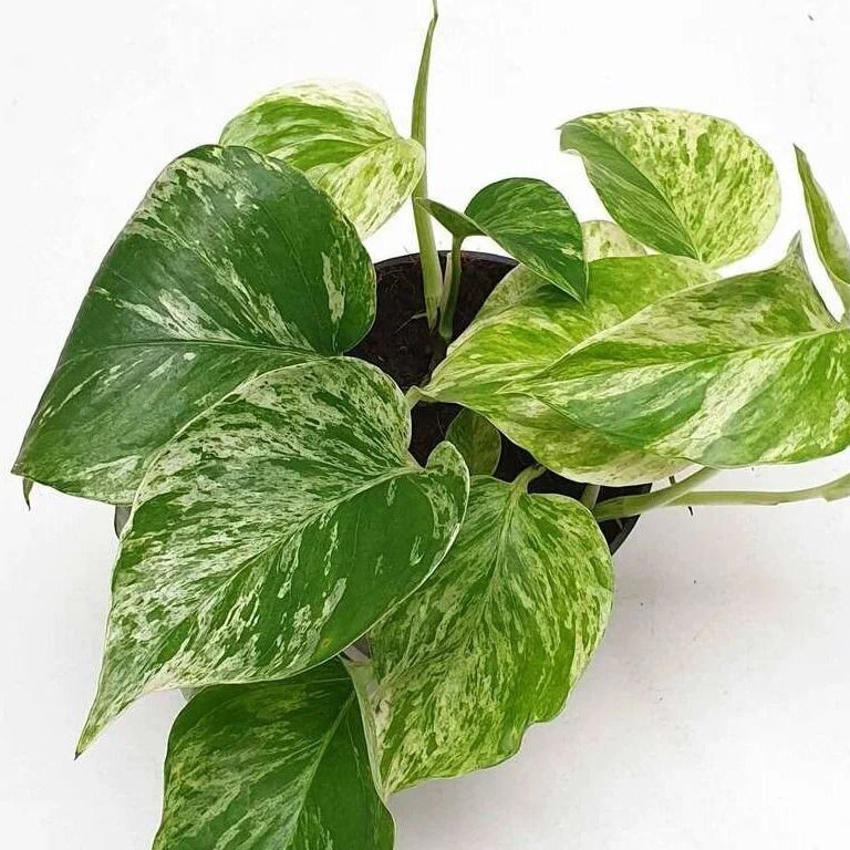 Specimen Scindapsus specially grown to create 'green screen' Plant decor, Plant