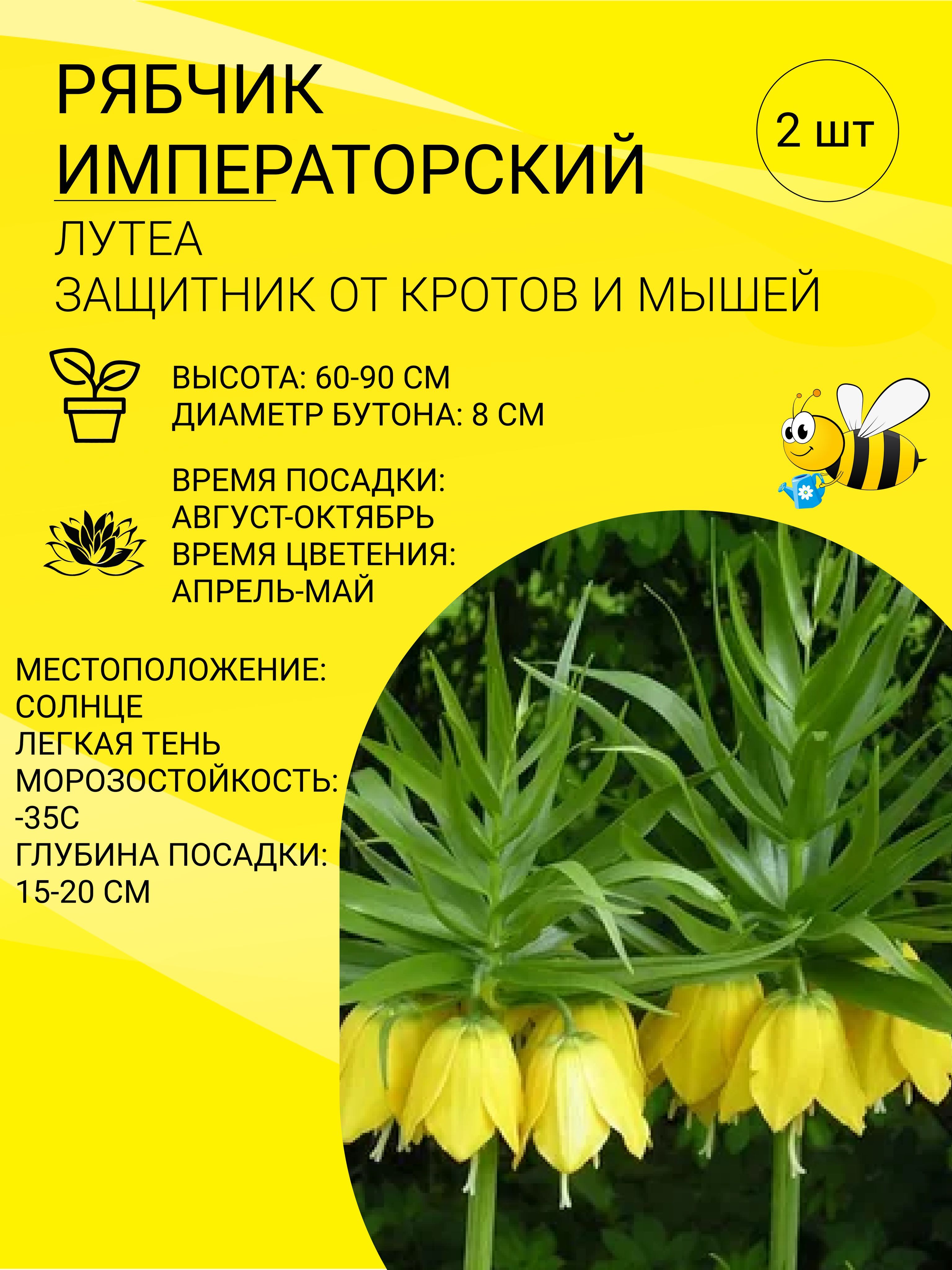 Луковицы Рябчик купить по выгодной цене в интернет-магазине OZON  (1128707237)