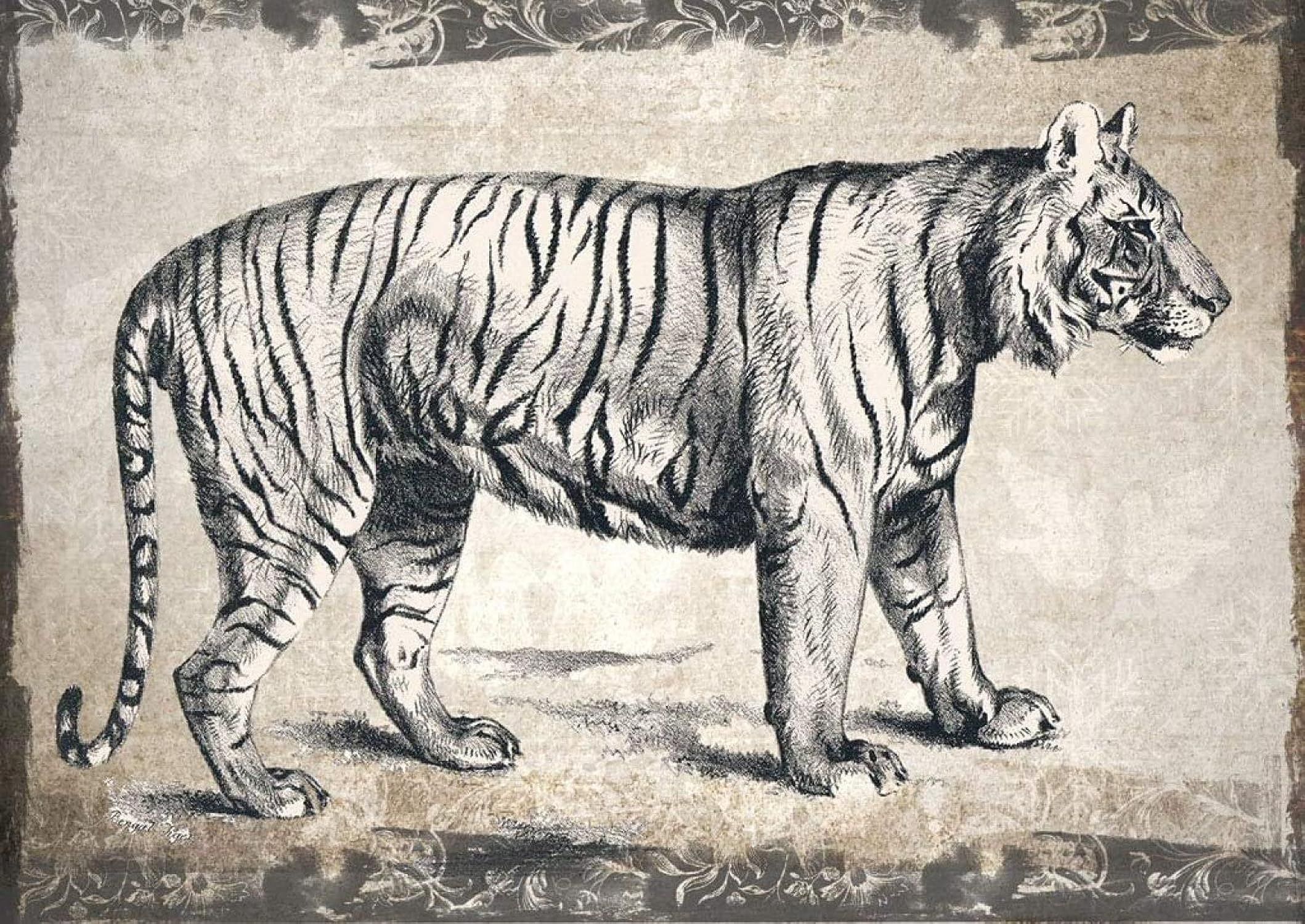 Вымершие животные картинки. Тигр старинная гравюра. Академичный рисунок тигра. Тигр Академический рисунок. Исчезающие животные рисунок.