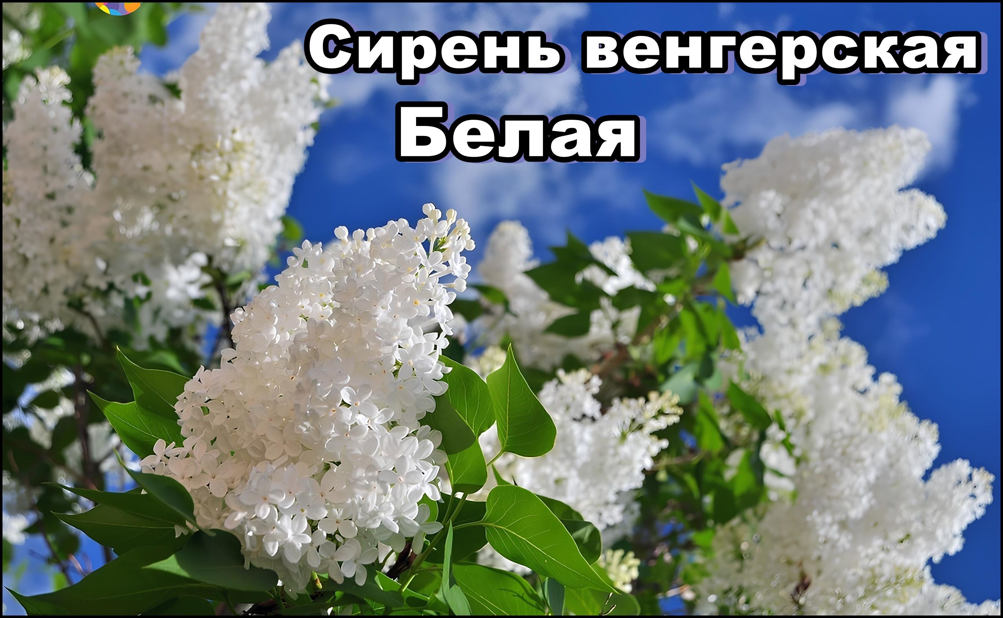 Лучшая белая сирень