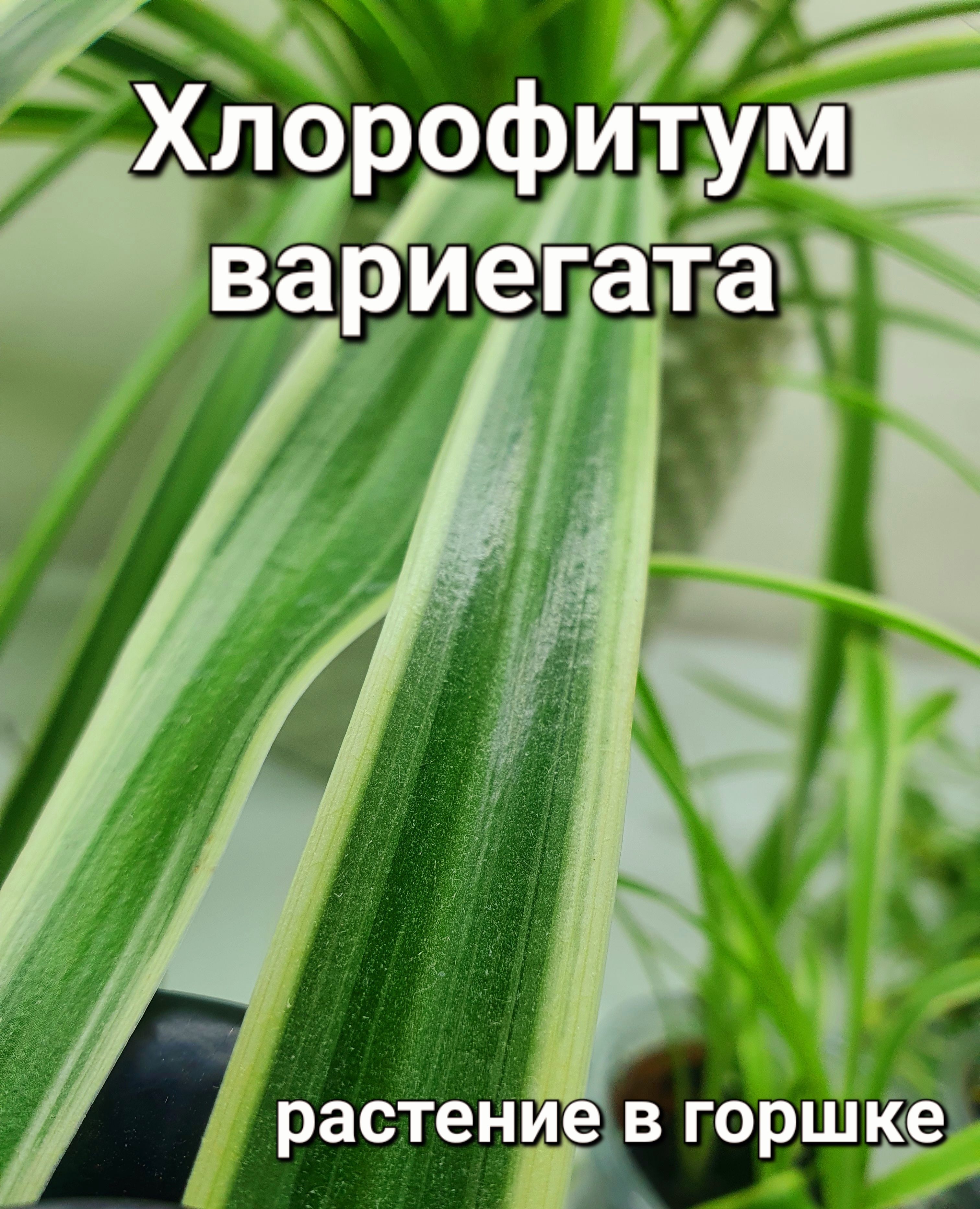 Хлорофитум вариегата