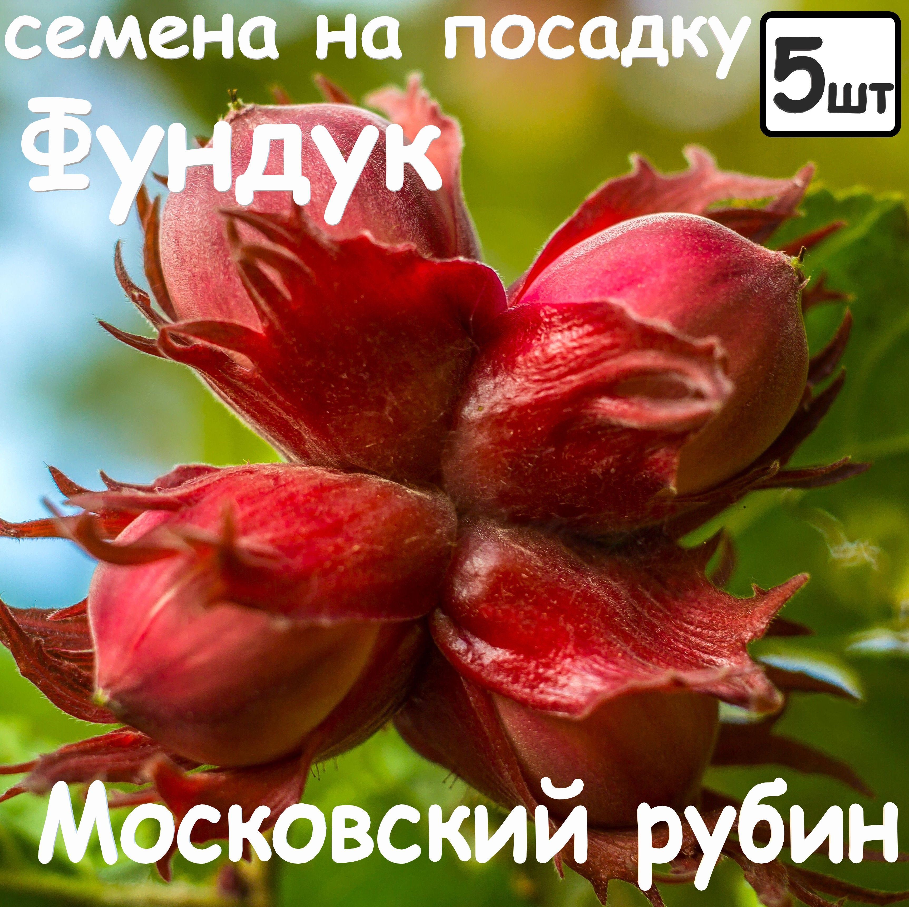 Фундук Московский Ранний Описание Сорта Фото Отзывы