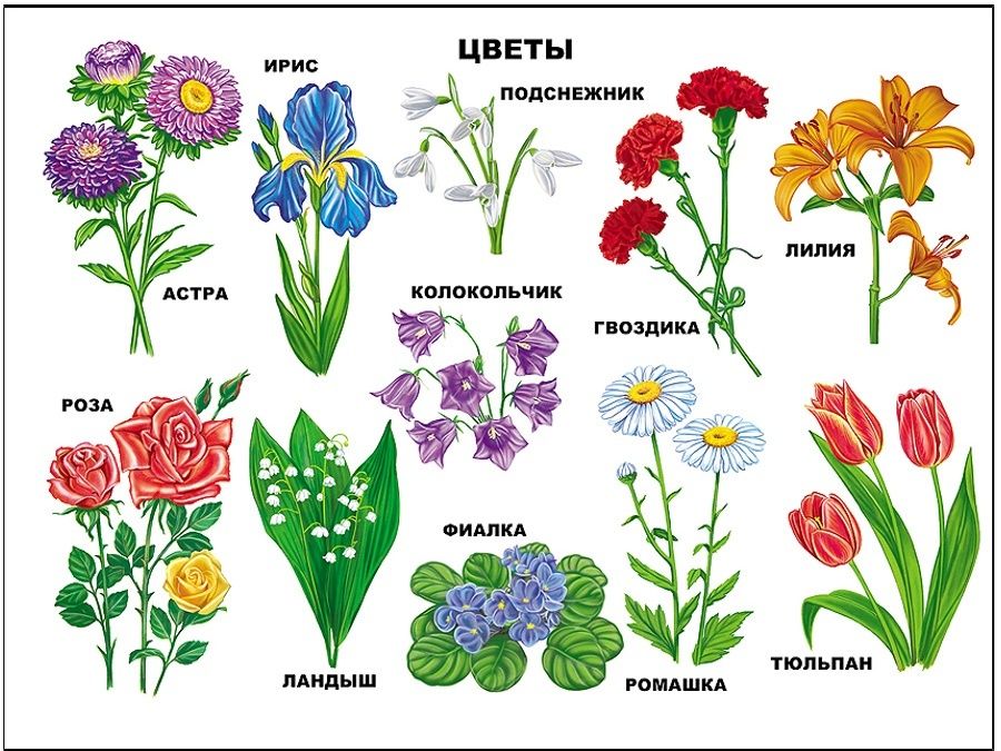 Сказочные названия цветов. Названия цветов для дошкольников. Садовые цветы для детей. Цветы названия для дошкольников. Садовые и полевые цветы для детей.