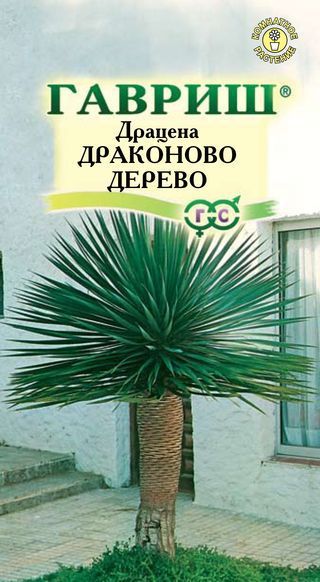 ДраценаДРАКОНОВОДЕРЕВО,3шт.Семенакомнатныхрастенийсуккулентов