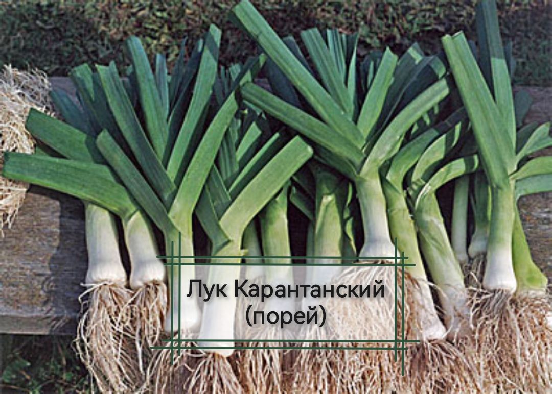 Лук порей карантанский