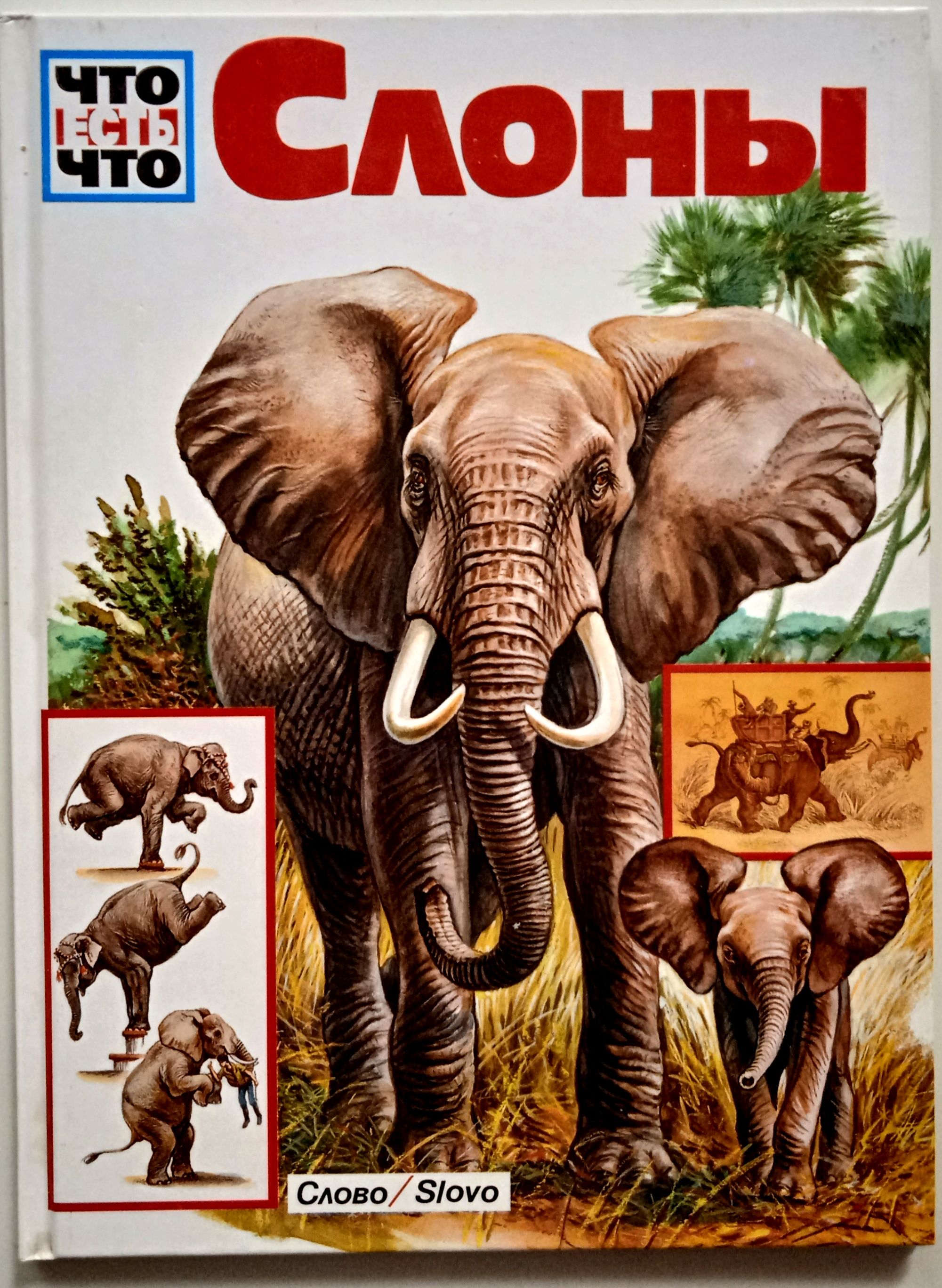 Аннотация слон. Книга зедлаг слоны. книга &quot;слоны&quot; - ульрих зедлаг. книги про слонов для детей. слоны энциклопедия для детей.