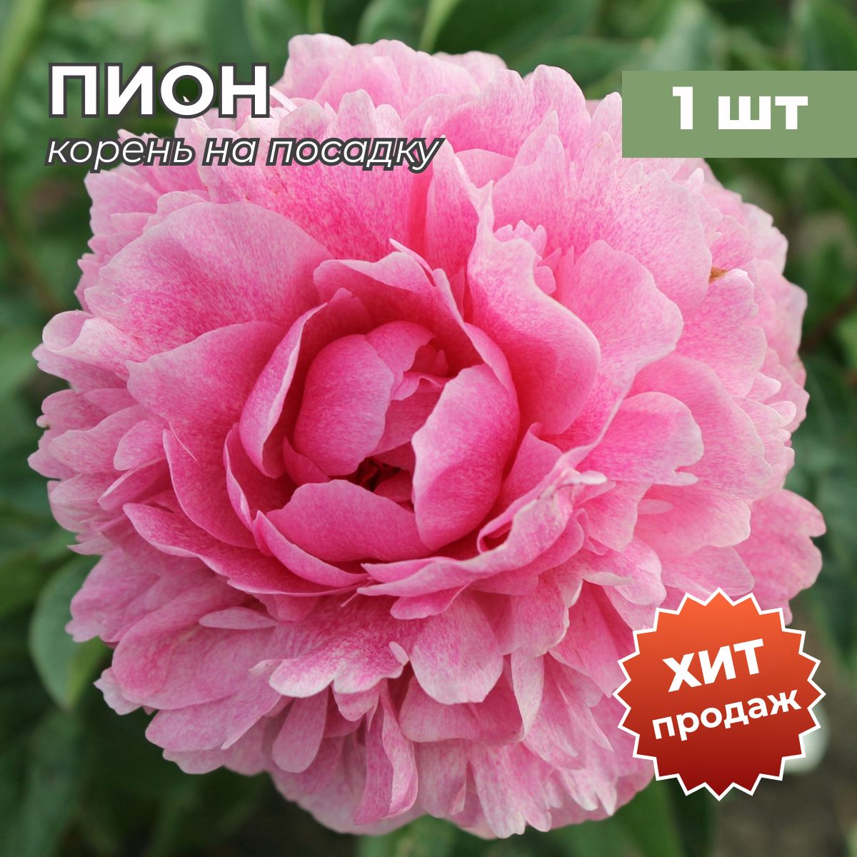 Зе фавн пион фото