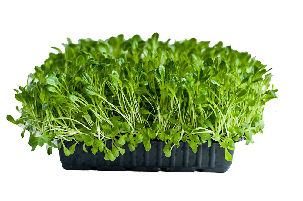 Семена микрозелени Салат Романо - 50 г #1