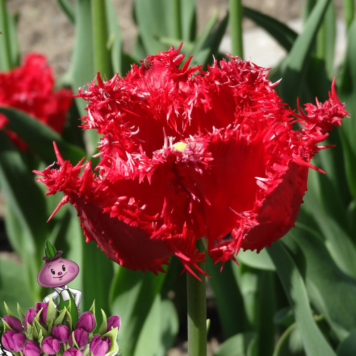 Тюльпан барбадос фото и описание