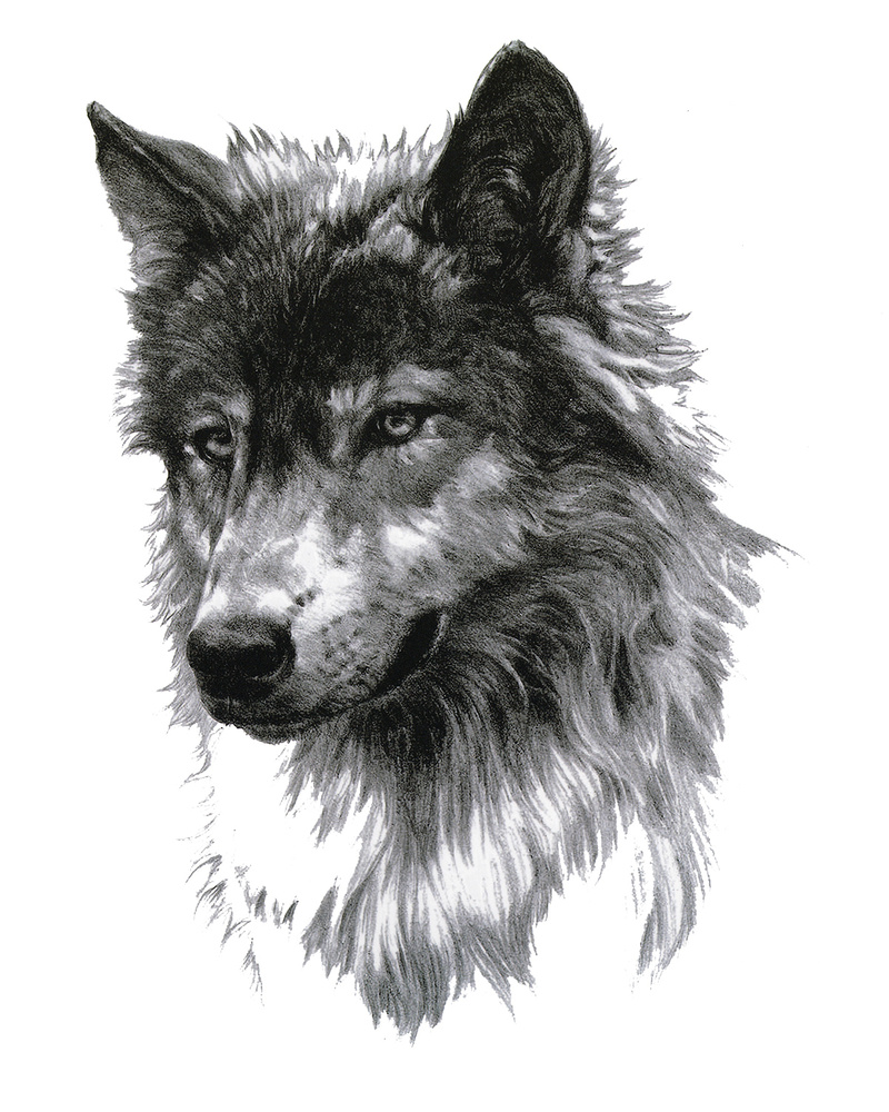Андрей волк