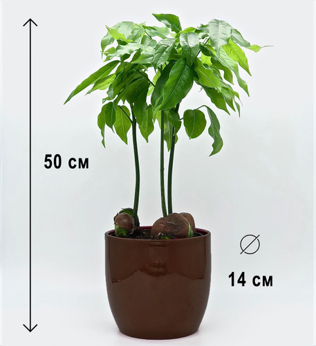 Aesculus hippocastanum, Roßkastanie, Bonsai Bonsai pflanzen, Bonsai baum und Bon