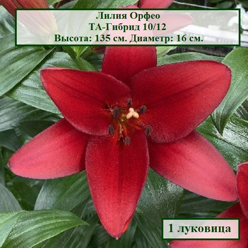 Луковицы лилия Русский огород Белгравия НК386702 3 шт. - купить в Москве, цены в
