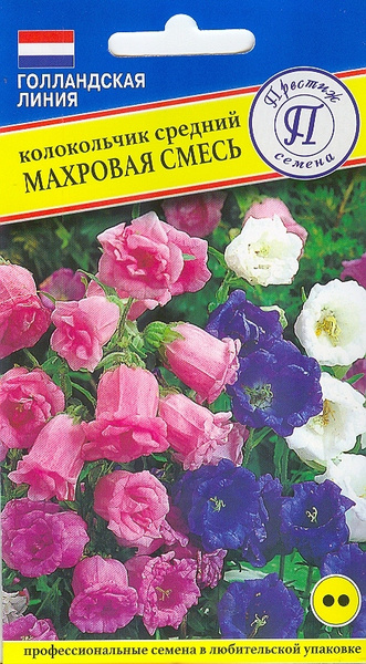 Колокольчик средний махровый