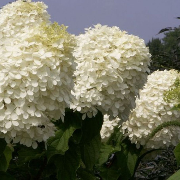 Гортензия Фантом Мега Перл метельчатая - купить с доставкой по выгодным ...