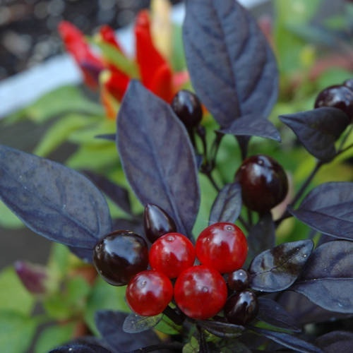 Перец черный жемчуг. Перец Блэк Перл. Capsicum annuum ‘Black Pearl’. Чех Блэк острый перец.