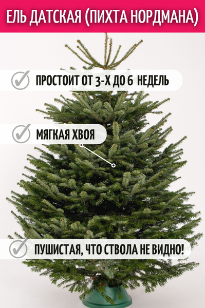Живая елка от Elki.vip Датская елка (пихта Нордмана) 200-225 см ...