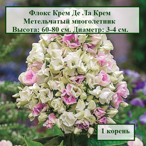 Флокс метельчатый Крем Де Ла Крем (1 корень.) купить на OZON по низкой ...