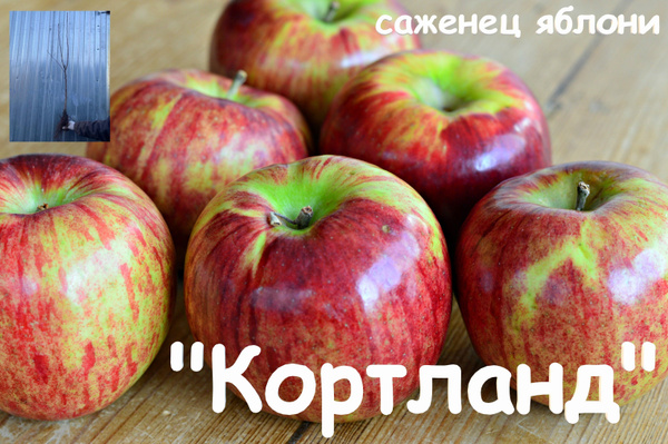 Яблоня Кортланд - купить с доставкой по выгодным ценам в интернет ...