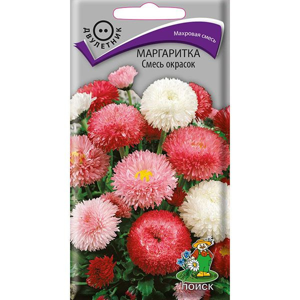 Маргаритки Семена Купить